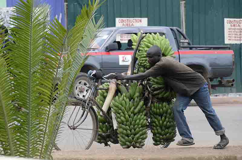 34 - Uganda - transporte de platanos en bicicleta
